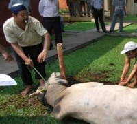 Kementan imbau daging kurban penuhi aspek 