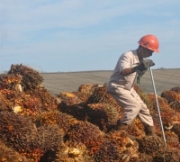 Kegiatan Replanting Sawit Masyarakat Riau, Jangan Sampai Perusahaan yang Menggarap
