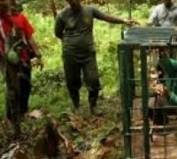 BBKSDA Riau  Gunakan Perangkap dengan Umpan Kambing dan Babi Hutan untuk Harmau, ini Hasilnya?