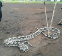 Heboh, Ular Sawah sebesar Batang Pinang masuk kepemukiman warga.