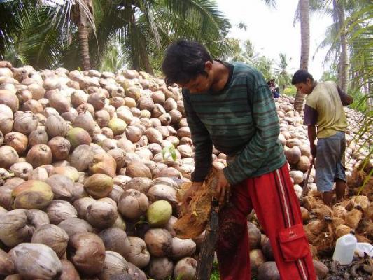 Ikuti tren Pasar Dunia, harga Kelapa di Kuala Kampar tak kunjung naik Sumber Foto : www.inhilklik.com