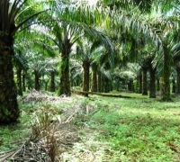 Terkait KKPA masyarakat Terantang Manuk laporkan ulang PT. Safari Riau ke Kejari Pelalawan dan Polda Riau