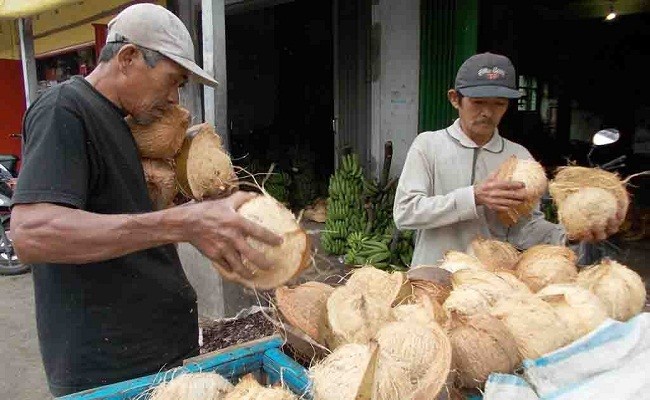 Anjloknya harga Kelapa di Kuala Kampar dan Teluk Meranti, membuat masyarakat alami himpitan Ekonomi Sumber Gambar : Radar Bali