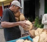 Anjloknya harga Kelapa di Kuala Kampar dan Teluk Meranti, membuat masyarakat alami himpitan Ekonomi