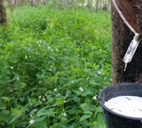  Petani Karet di Kampar keluhkan harga jual rendah
