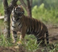 Harimau Muncul di Minas, Benarkah Akibat Kebakaran Hutan?