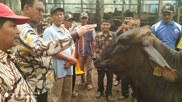 Tingkatkan Populasi Ternak, Pemkab Rohil Kembangkan Sektor Pertanian Dan Peternakan