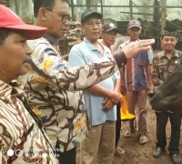 Tingkatkan Populasi Ternak, Pemkab Rohil Kembangkan Sektor Pertanian Dan Peternakan