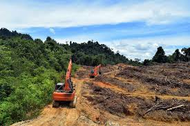 Ilustrasi (Mongabay)