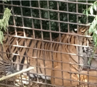 Harimau Sumatera yang Ditangkap Sebulan Lalu Masih Agresif