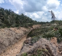 Apkasindo Ancam Laporkan Kepala Capem Bank Riau Kepri terkait Dana PSR