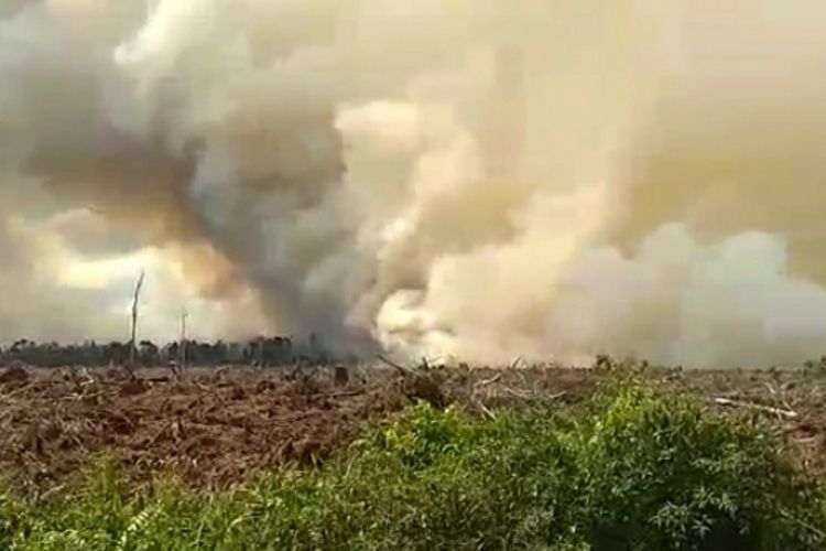 Terkait Karhutla, Formasi Riau minta Presiden Jokowi Evaluasi Izin PT. Arara Abadi Sumber Gambar Kompas.com (Karhutla Riau)