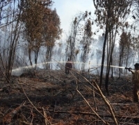 Hampir 115 Ha Kawasan Gambut Suaka Margasatwa Giam Siak Kecil Ludes Terbakar