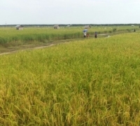 Potensi Beras Penyalai Menjanjikan, Melalui BUMD Tuah Sekata Petani Berharap Bisa Sejahtera
