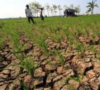 El Nino Hantui Indonesia, Kementan Siapkan Berbagai Strategi