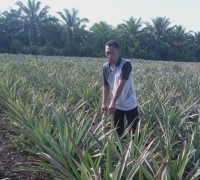 Kisah Sukses Petani Nenas Nasabah MKM BRK Syariah di Sungai Apit