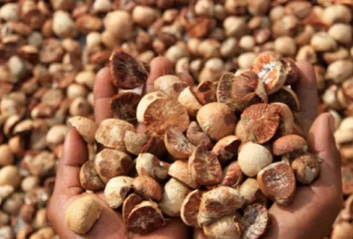 Mengalami Penurunan Harga Pinang Kering di Riau