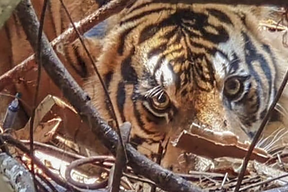 Saat Tidur, Kaki Bocah Ditarik Harimau