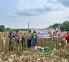 Polsek Rupat Bersama Kelompok Tani Panen Jagung Kuartal 2 , Mendukung Swasembada Pangan Tahun 2026