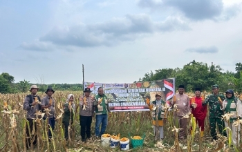 Polsek Rupat Bersama Kelompok Tani Panen Jagung Kuartal 2 , Mendukung Swasembada Pangan Tahun 2026