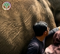 Sinergi PT RAPP Bersama BBKSDA Riau Jaga Gajah Sumatra